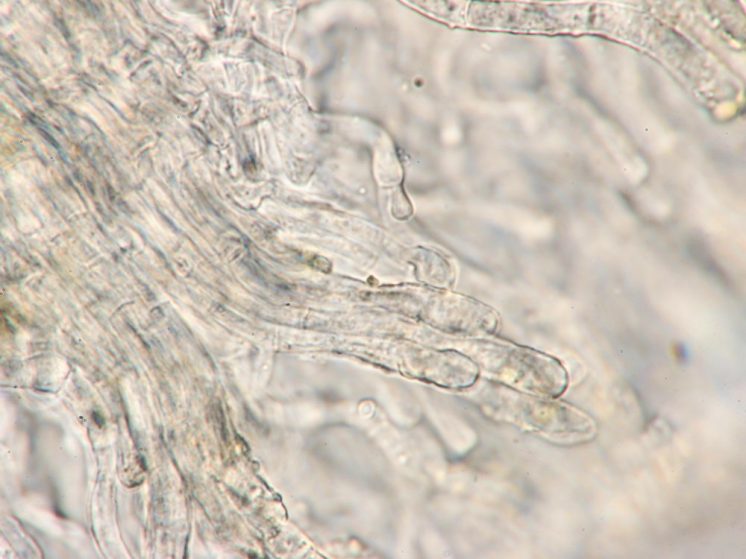 Randzellen in Wasser, x1000